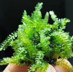 Plagiochilaceae Sp Cameroon Moss