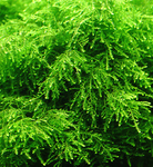 Vesicularia ferriei Weeping Moss