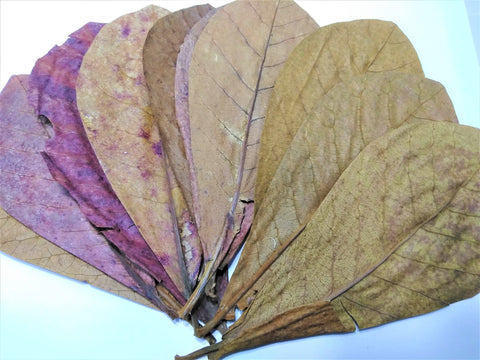 10 Indian Almond/Catappa Leaves 7-8"