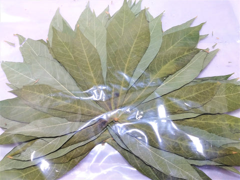 10 Large Cassava Leaves