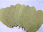 10 Guava Leaves