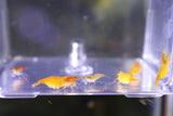 Neocaridina var. Orange