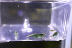 Neocaridina var. Green Jade