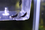 Neocaridina var. Black Rose