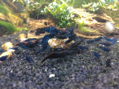 Neocaridina var. Blue Diamond