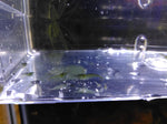 Neocaridina var. Green Jade Low Grades