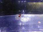 Red Spotted Head Pinto (1-3 spots)