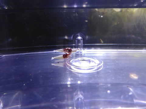 Red Spotted Head Pinto (1-3 spots)