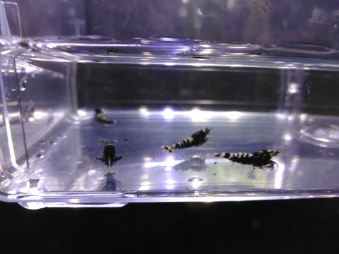 Black Zebra/Fishbone Pinto (Galaxy Fishbone Genes)