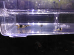 Crystal Black Shrimp