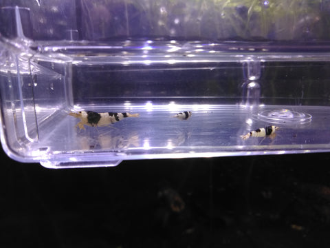 Crystal Black Shrimp