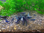 Orange Eye Blue Tigers (Mixed Grades)