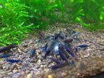 Orange Eye Blue Tigers (Mixed Grades)