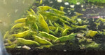Neocaridina var. Yellow