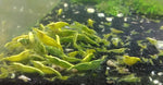Neocaridina var. Yellow