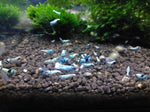Blue Bolt (blue mostly on head)