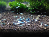 Blue Bolt (blue mostly on head)