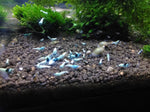 Blue Bolt (blue mostly on head)