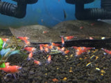 Super Crystal Red Shrimp