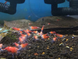 Super Crystal Red Shrimp