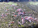 Red Zebra Pinto (Galaxy Fishbone Genes)