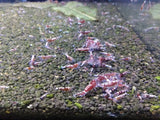 Red Zebra Pinto (Galaxy Fishbone Genes)