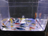 Neocaridina Skittles Mix (Random colors like example picture)