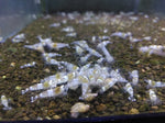 Crystal White Shrimp AKA Ghost Bee