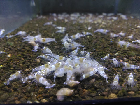 Crystal White Shrimp AKA Ghost Bee
