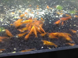 Neocaridina var. Orange