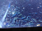 Neocaridina var. Blue Velvet