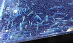 Neocaridina var. Blue Velvet