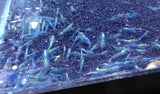 Neocaridina var. Blue Velvet