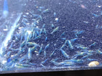 Neocaridina var. Blue Velvet