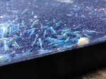 Neocaridina var. Blue Velvet