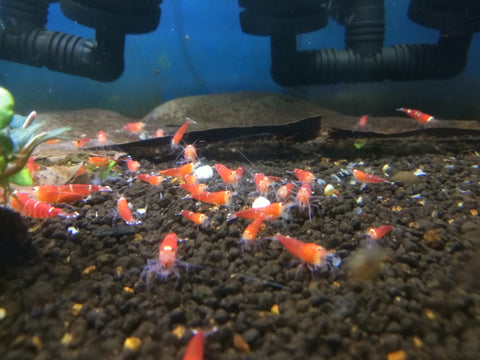 Super Crystal Red Shrimp