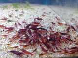 Neocaridina var. Bloody Mary