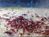 Neocaridina var. Bloody Mary