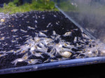 Neocaridina var. Snowball