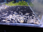 Neocaridina var. Snowball
