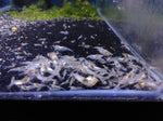 Neocaridina var. Snowball