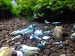 Blue Bolt (blue mostly on head)
