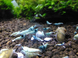 Blue Bolt (blue mostly on head)
