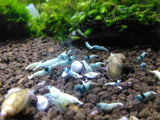 Blue Bolt Mosura