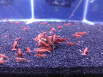 Neocaridina var. Fire Red