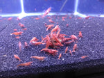 Neocaridina var. Fire Red