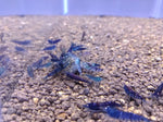 Orange Eye Blue Tigers (Full Blue)