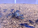 Orange Eye Blue Tigers (Full Blue)