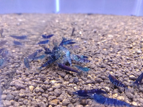 Orange Eye Blue Tigers (Full Blue)