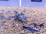 Orange Eye Blue Tigers (Full Blue)